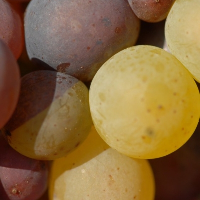 Farbmutation Grauburgunder zu Weissburgunder ANT 1407